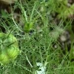 Nigella sativa leaf picture by Страхил Иванов (cc-by-sa)