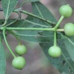 Faramea occidentalis fruit picture by Nelson Zamora Villalobos (cc-by-nc)