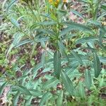 Tagetes lucida leaf picture by orozco rafael (cc-by-sa)