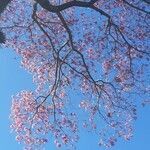 Handroanthus impetiginosus flower picture by Matos Regina (cc-by-sa)