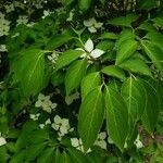 Cornus kousa leaf picture by Danny Nguyen (cc-by-sa)