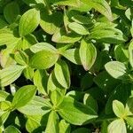 Cornus suecica leaf picture by Gøran Flakne Gynnild (cc-by-sa)