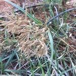 Cyperus rotundus fruit picture by Les Petits Suisses (cc-by-sa)