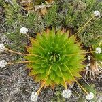 Paepalanthus alpinus habit picture by Gabriel Ollivier (cc-by-sa)