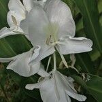 Hedychium coronarium flower picture by Vietnam Gardener (cc-by-sa)