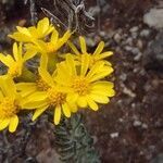 Hubertia tomentosa flower picture by S. Dufour-Kowalski (cc-by-sa)