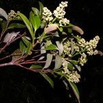 Licania riverae habit picture by Nelson Zamora Villalobos (cc-by-nc)