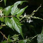 Gonzalagunia osaensis flower picture by Nelson Zamora Villalobos (cc-by-nc)