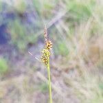 Carex pilulifera flower picture by Peter V (cc-by-sa)