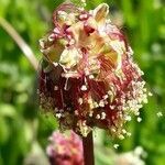 Sanguisorba minor flower picture by Willy Van Kaam (cc-by-sa)