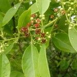 Santalum album flower picture by Bachhav Sudarshan (cc-by-sa)