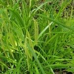 Carex crinita flower picture by David Koser (cc-by-sa)