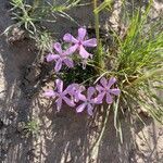 Phlox aculeata flower picture by Kevin Merrell (cc-by-sa)