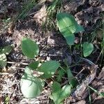 Arisarum vulgare habit picture by alexis joly (cc-by-sa)