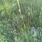 Silene nocturna habit picture by bas yves (cc-by-sa)