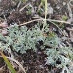 Artemisia glacialis leaf picture by Remi golin (cc-by-sa)