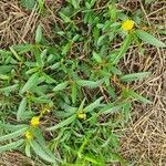 Corchorus trilocularis habit picture by susan brown (cc-by-sa)
