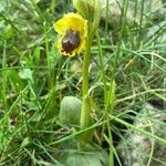 Ophrys sicula habit picture by bas yves (cc-by-sa)