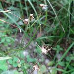 Crepis capillaris fruit picture by Noel Benson (cc-by-sa)