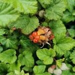 Rubus tricolor fruit picture by Liz Alcott (cc-by-sa)
