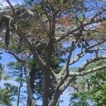 Delonix regia habit picture by Eric PAIDJAN (cc-by-sa)