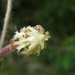 Trifolium subterraneum fruit picture by Llandrich anna (cc-by-sa)
