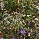 Aster amellus flower picture by B Rian (cc-by-sa)