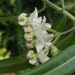 Gomphocarpus physocarpus flower picture by Daniel Barthelemy (cc-by-sa)