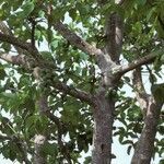 Ficus vallis-choudae habit picture by Daniel Barthelemy (cc-by-nc)