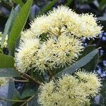 Caldcluvia paniculata flower picture by Daniel Barthelemy (cc-by-nc)
