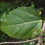 Ficus lateriflora leaf picture by S. Dufour-Kowalski (cc-by-sa)
