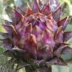 Cynara cardunculus fruit picture by Tom Flower (cc-by-sa)