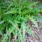 Sonchus congestus leaf picture by Jean Burgun (cc-by-sa)