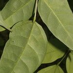 Erythrina cochleata leaf picture by Nelson Zamora Villalobos (cc-by-nc)