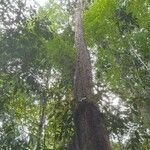 Hopea griffithii habit picture by Adeline Lee (cc-by-sa)