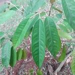 Durio zibethinus leaf picture by pratiwir pratiwir (cc-by-sa)