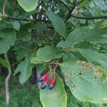 Sassafras albidum fruit picture by Adam Gonnerman (cc-by-sa)
