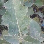 Solanum melongena leaf picture by Jean-Marie Tognola (cc-by-sa)