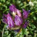 Astragalus leontinus flower picture by Pierre HENO (cc-by-sa)