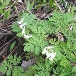 Dicentra canadensis flower picture by Steven Fournier (cc-by-sa)