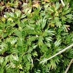 Azorella multifida leaf picture by Mariette Laumond (cc-by-sa)