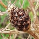 Centaurea corymbosa fruit picture by Jean Burger (cc-by-sa)