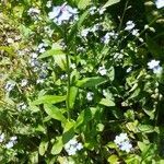 Myosotis scorpioides habit picture by Boumlik Messaïli (cc-by-sa)