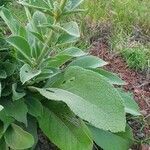 Verbascum sinaiticum leaf picture by susan brown (cc-by-sa)