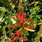 Erythrina speciosa flower picture by Ricardo Matheus Pires Ricardo (cc-by-sa)