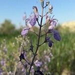 Teucrium orientale flower picture by Abdul Ghaffar (cc-by-sa)