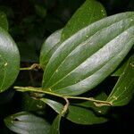 Smilax domingensis leaf picture by Nelson Zamora Villalobos (cc-by-nc)