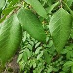 Averrhoa carambola leaf picture by Ahkamun Najah (cc-by-sa)