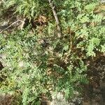 Colutea arborescens habit picture by Gema (cc-by-sa)