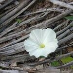 Ipomoea imperati flower picture by Marzanna Bug (cc-by-sa)